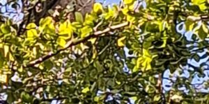 Wir haben Nest entdeckt. Siehst du es auch? Leider sind ist diese Hornisse invasiv und verdrängt heimische Insekten, Bienen und Hornissen. Aus einem Nest können bis zu 20 neue Nester im nächsten Jahr entstehen